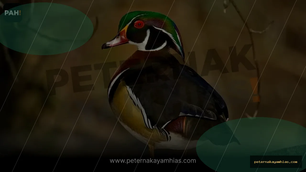 Thumbnail perawatan awal Bebek Caroline setelah pengiriman