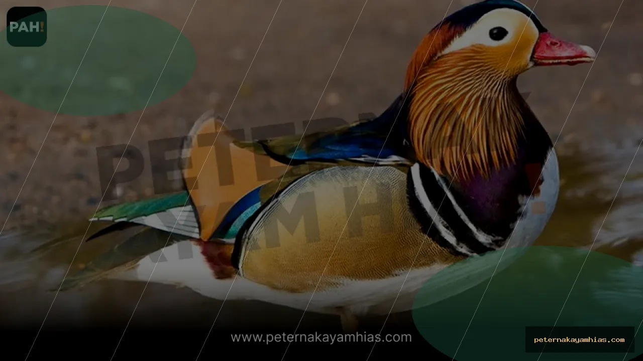 Thumbnail perawatan awal Bebek Mandarin setelah pengiriman