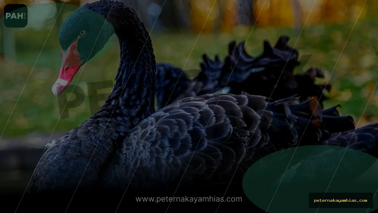 Thumbnail perawatan awal Black Swan setelah pengiriman