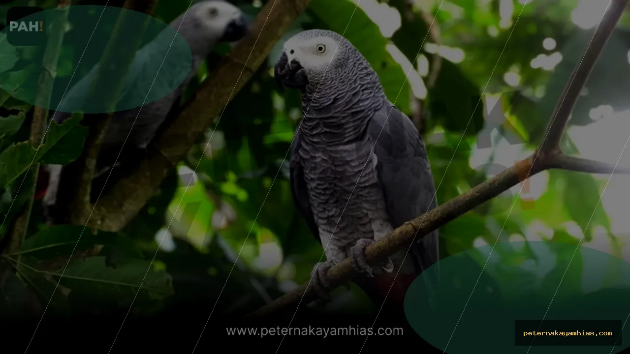 Thumbnail perawatan awal Burung Afgrey setelah pengiriman