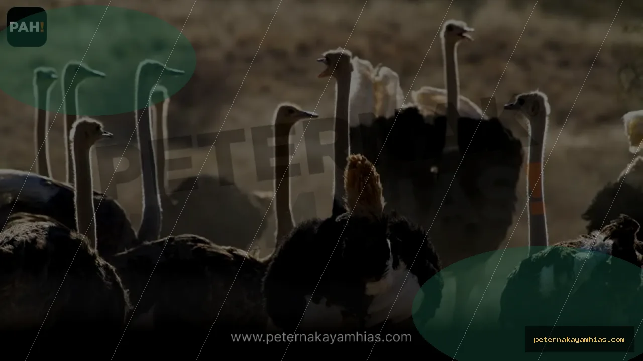 Thumbnail perawatan awal Burung Unta setelah pengiriman