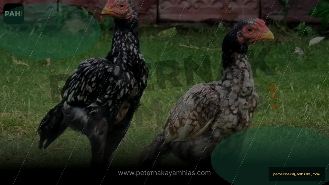 Thumbnail perawatan awal Ayam Ko Shamo setelah pengiriman