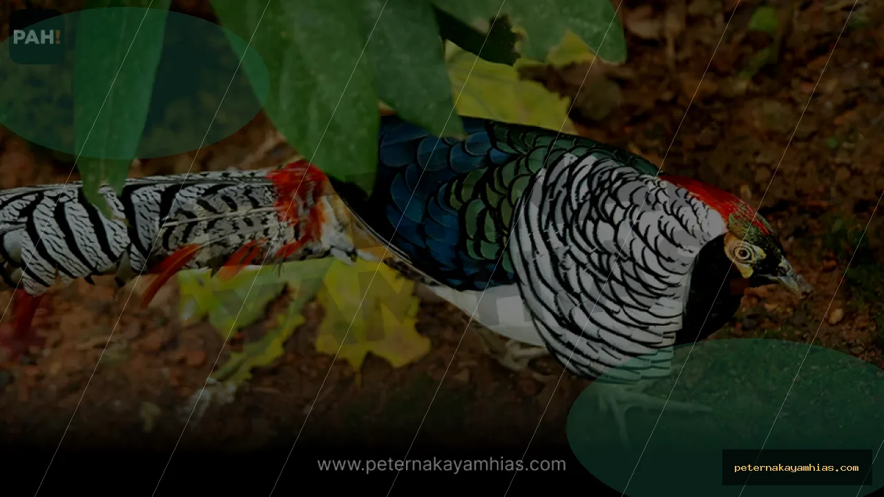 Thumbnail perawatan awal Lady Amherst Pheasant setelah pengiriman