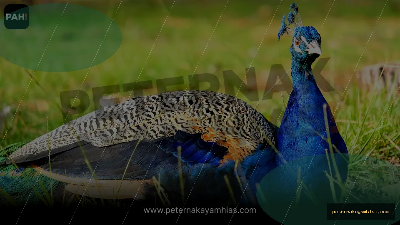 Thumbnail perawatan awal Merak Biru India setelah pengiriman