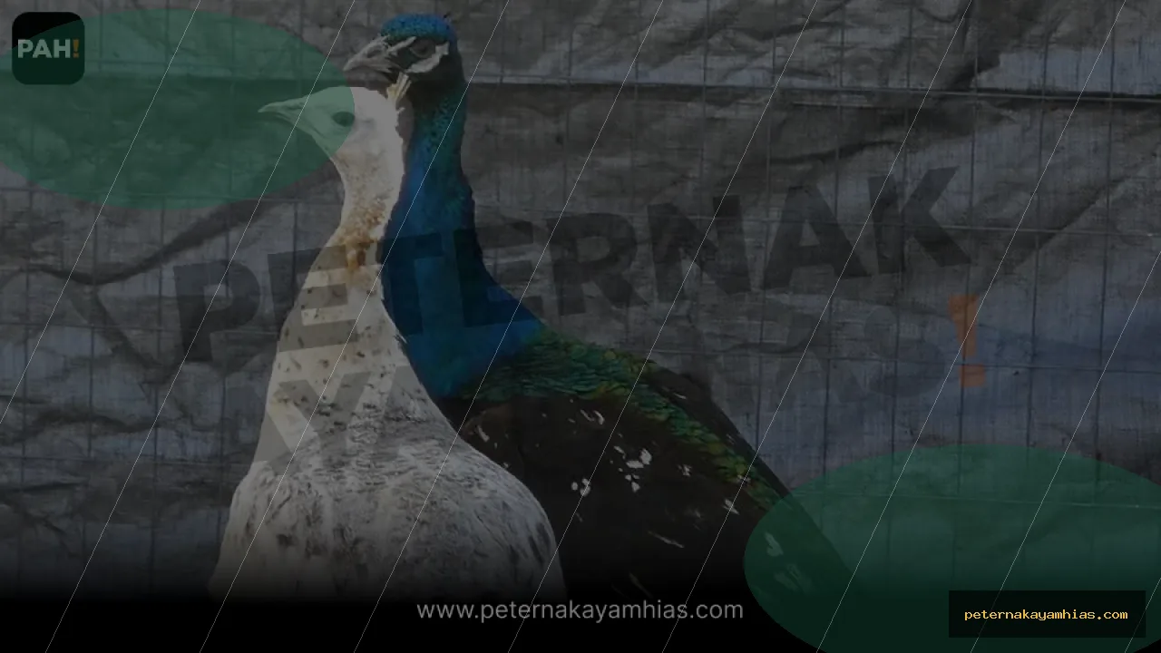 Thumbnail perawatan awal Merak Blackshoulder setelah pengiriman