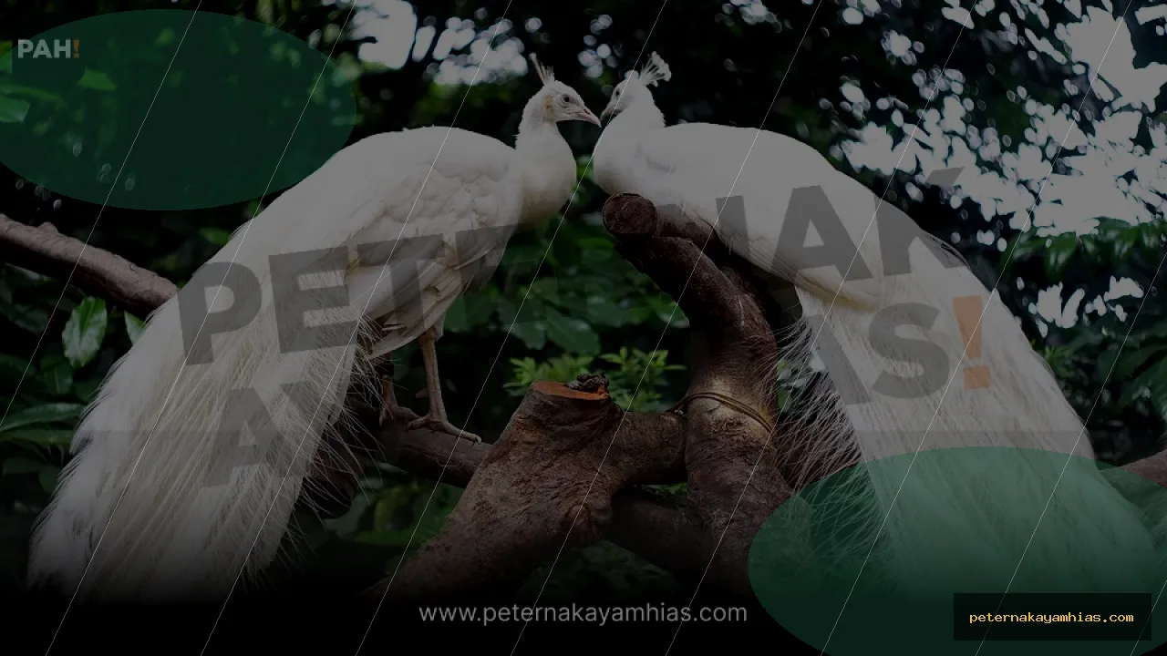 Thumbnail perawatan awal Merak Putih setelah pengiriman