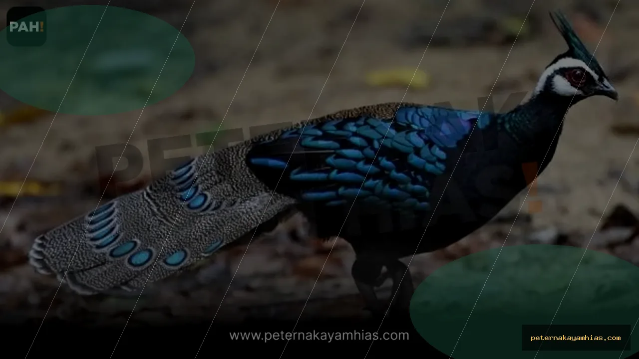 Thumbnail perawatan awal Palawan Peacock Pheasant setelah pengiriman