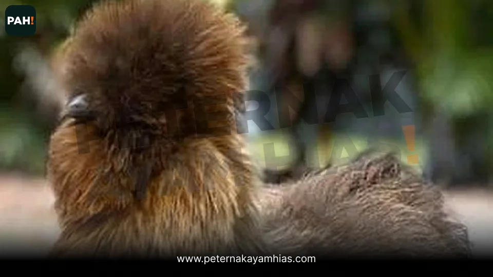 Galeri American Silkie Coklat 2