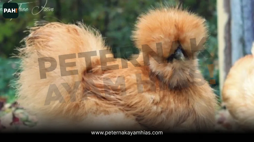 Galeri American Silkie Coklat 4