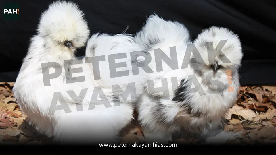 Galeri American Silkie Paint 3