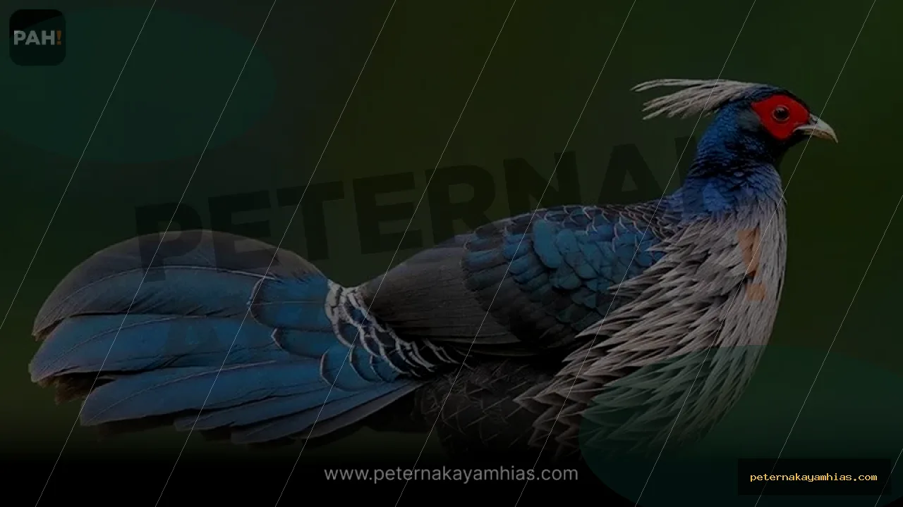 Thumbnail panduan kandang dan habitat Khalij Pheasant
