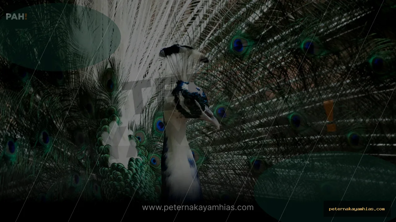 Thumbnail panduan kandang dan habitat Merak Blorok