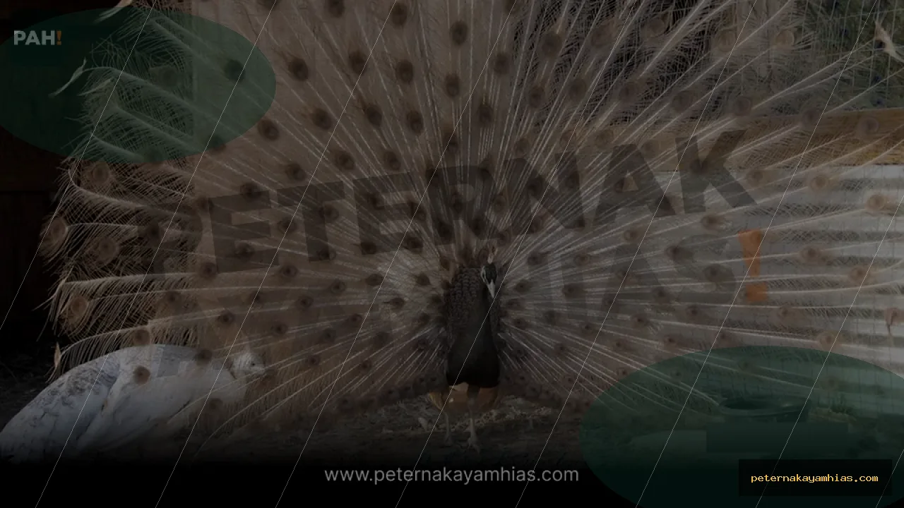 Thumbnail panduan kandang dan habitat Merak Cameo