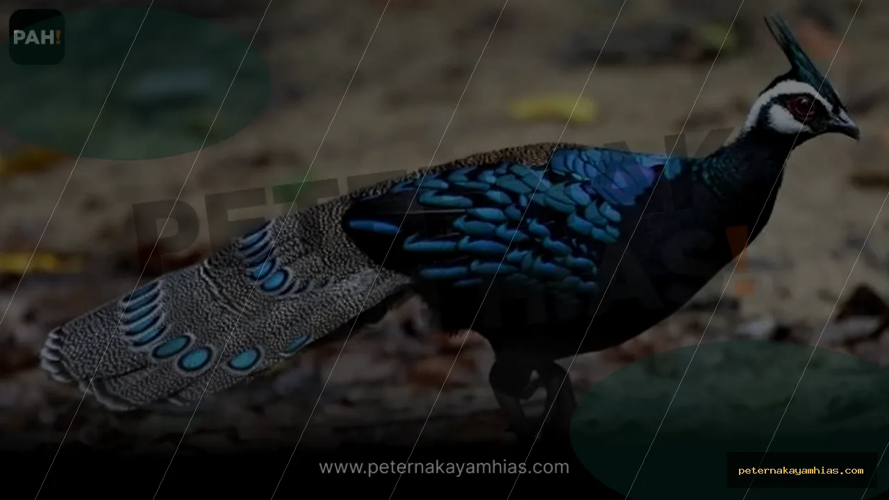 Thumbnail panduan kandang dan habitat Palawan Peacock Pheasant