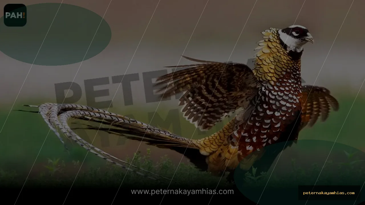 Thumbnail panduan kandang dan habitat Reeves Pheasant