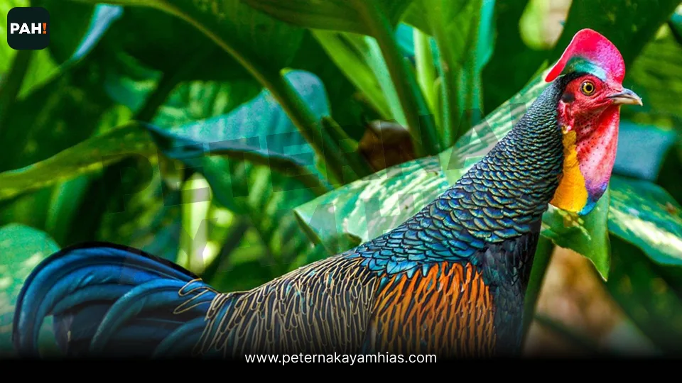 Galeri Ayam Hutan Hijau 2