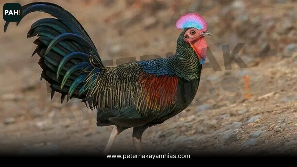 Galeri Ayam Hutan Hijau 3