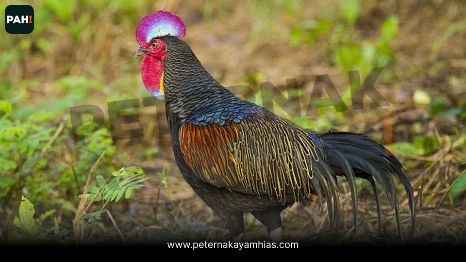 Galeri Ayam Hutan Hijau 4