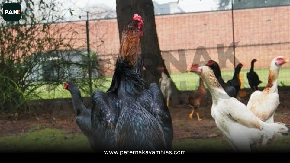 Galeri Ayam Indio Gigante 4