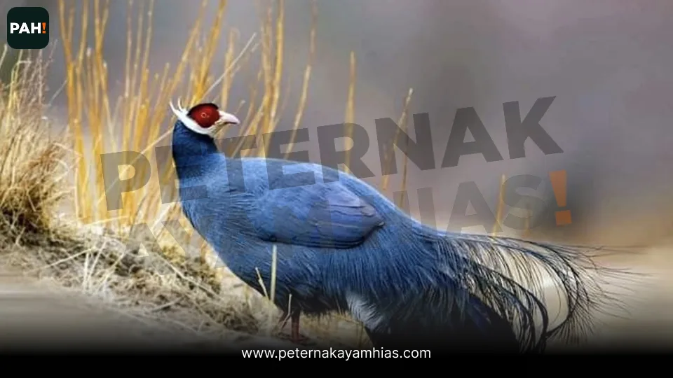 Galeri Blue Eared Pheasant 3