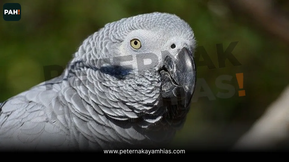 Galeri Burung Afgrey 2