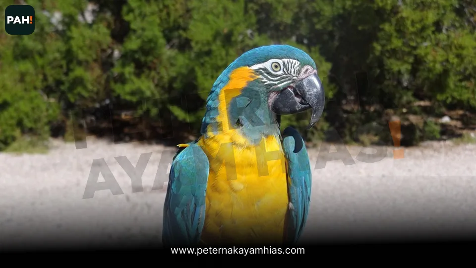 Burung Blue Gold Macaw