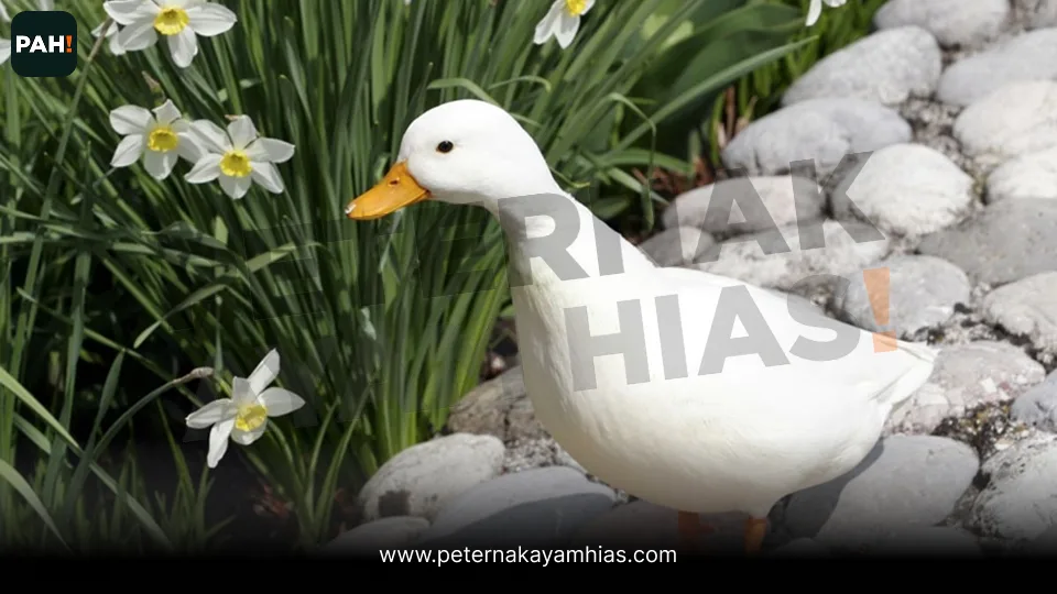 Galeri Call Duck 3