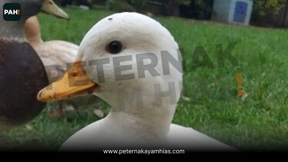 Galeri Call Duck 4
