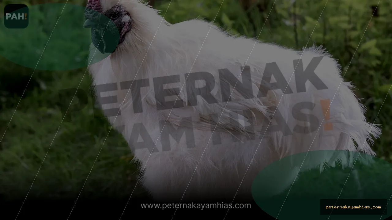 Thumbnail artikel mengenal American Silkie Putih untuk koleksi ayam hias
