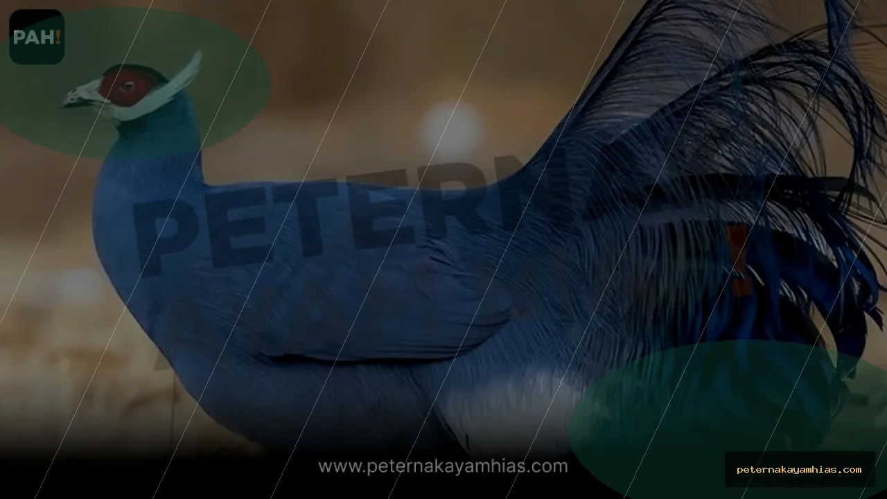 Thumbnail artikel mengenal Blue Eared Pheasant untuk koleksi ayam hias