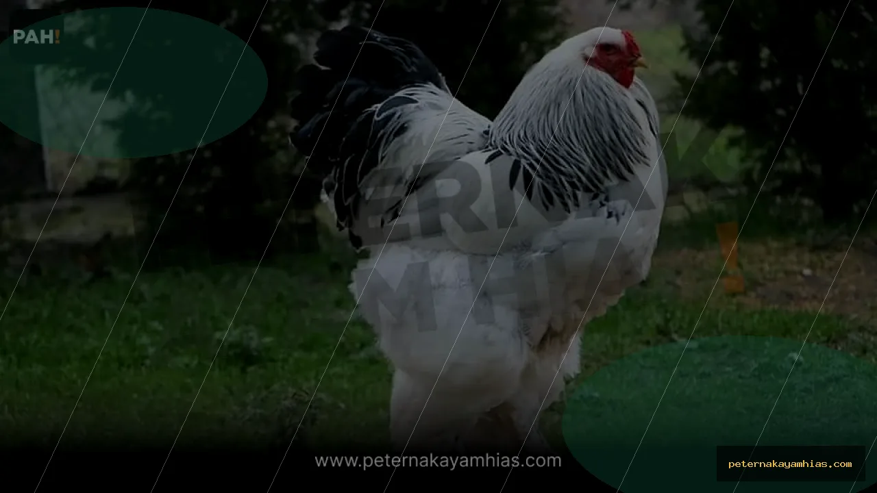 Thumbnail artikel mengenal Brahma Light Columbian untuk koleksi ayam hias