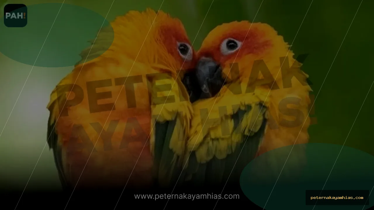 Thumbnail artikel mengenal Burung Sun Conure untuk koleksi ayam hias