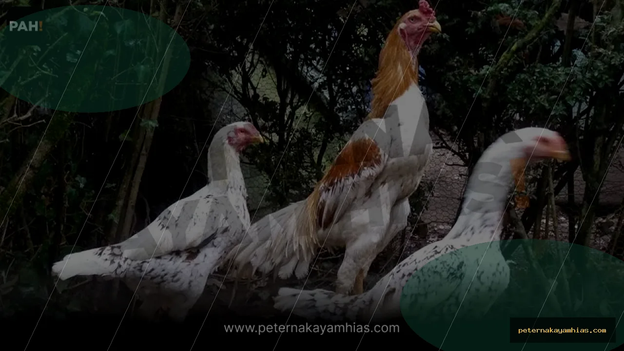 Thumbnail artikel mengenal Ayam Indio Gigante untuk koleksi ayam hias