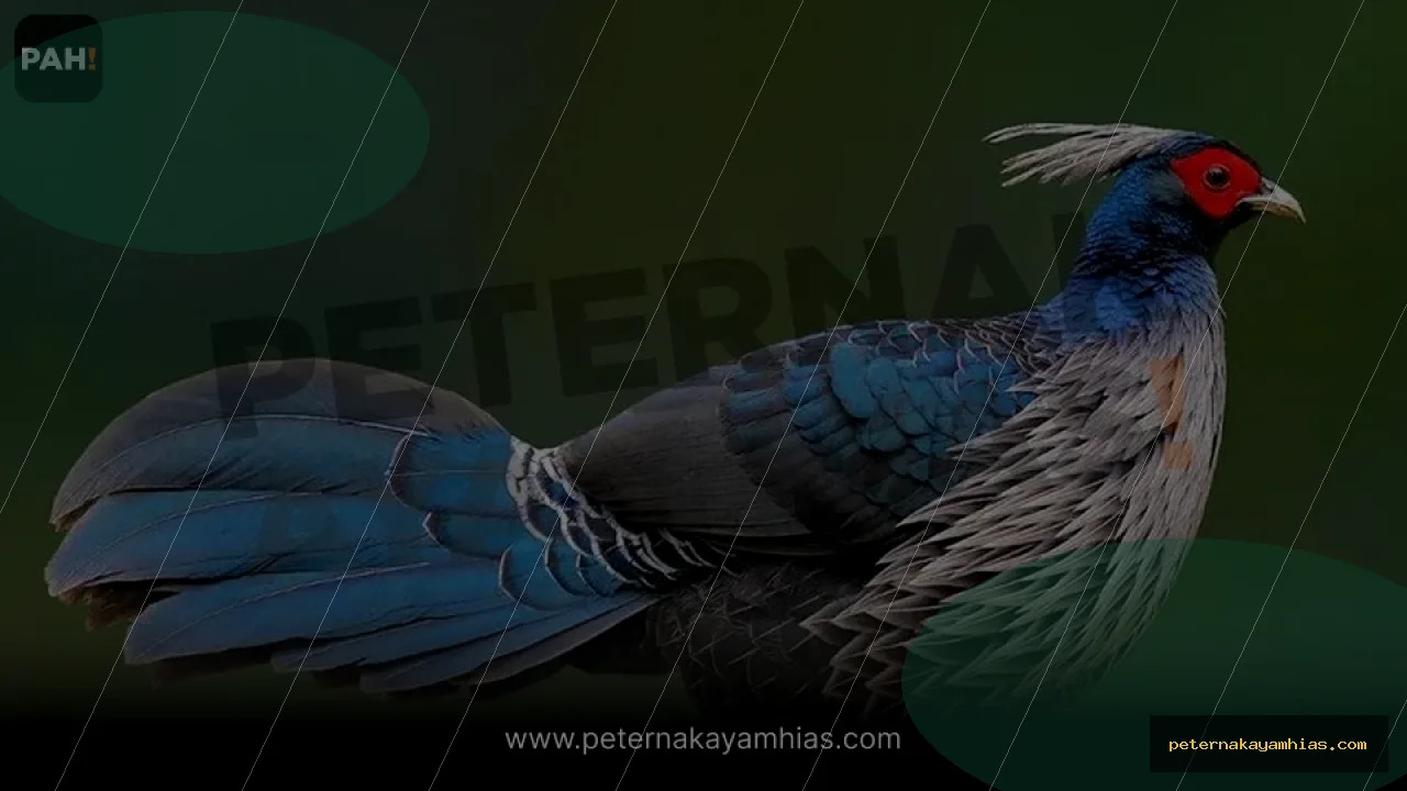 Thumbnail artikel mengenal Khalij Pheasant untuk koleksi ayam hias