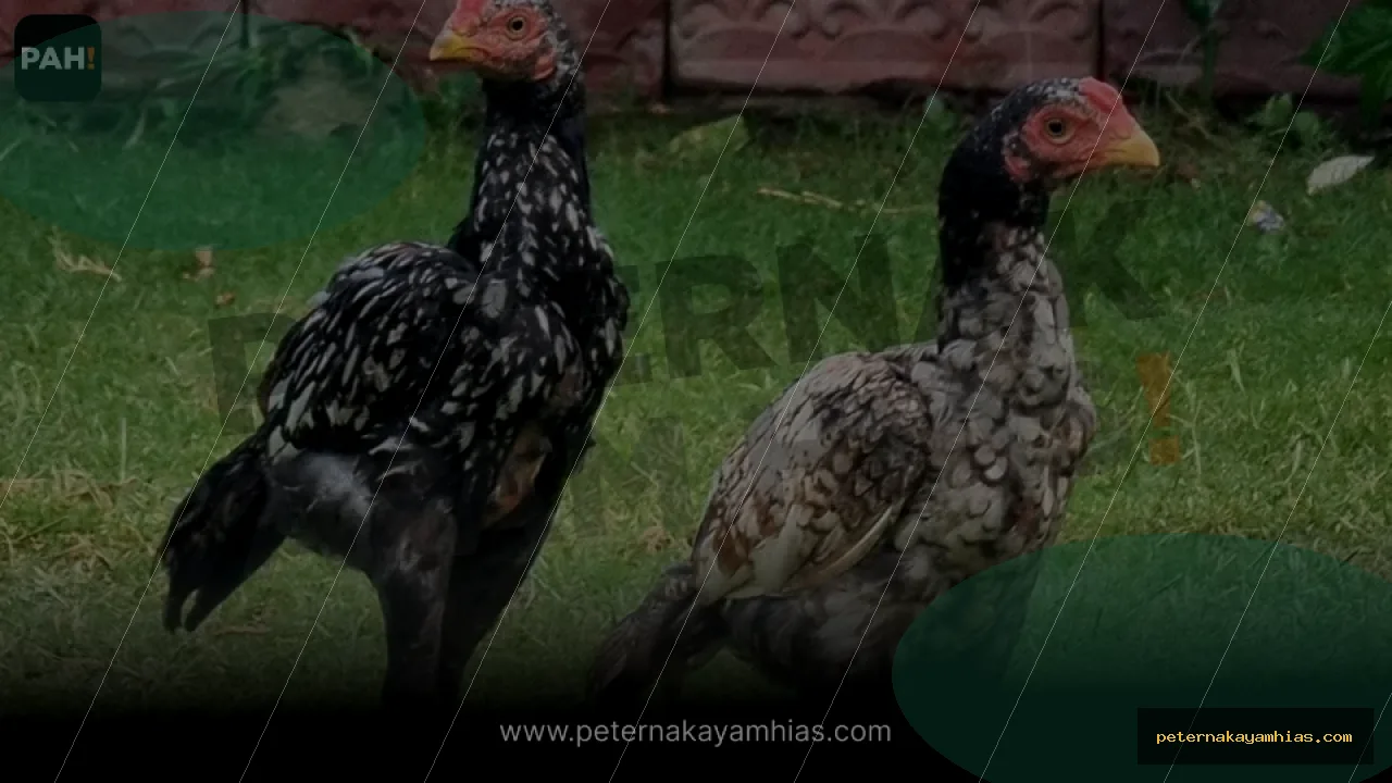 Thumbnail artikel mengenal Ayam Ko Shamo untuk koleksi ayam hias