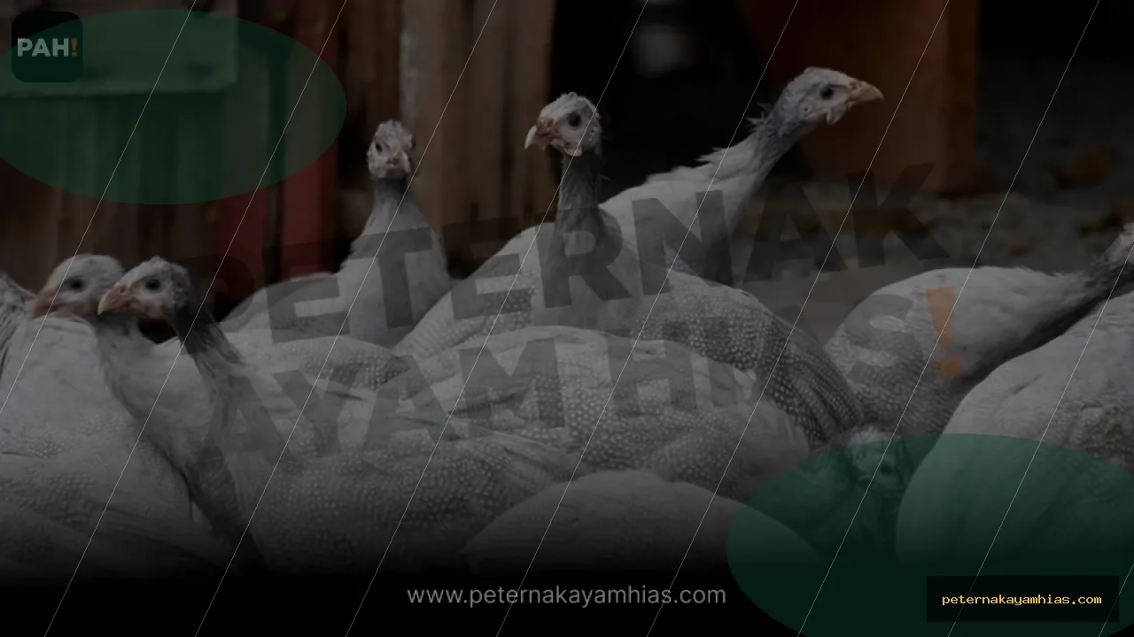 Thumbnail artikel mengenal Ayam Mutiara untuk koleksi ayam hias