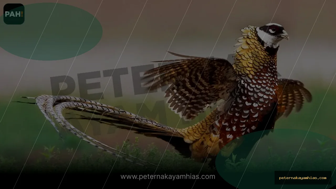 Thumbnail artikel mengenal Reeves Pheasant untuk koleksi ayam hias