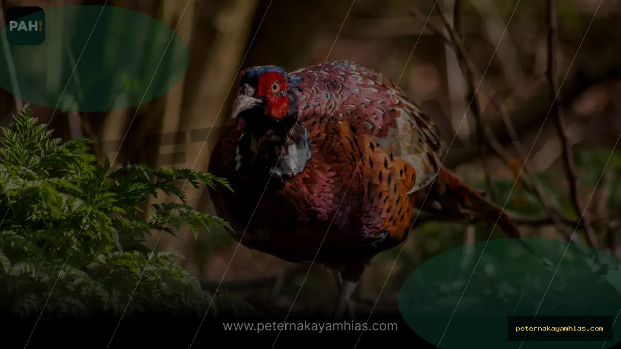Thumbnail artikel mengenal Ringneck Pheasant untuk koleksi ayam hias
