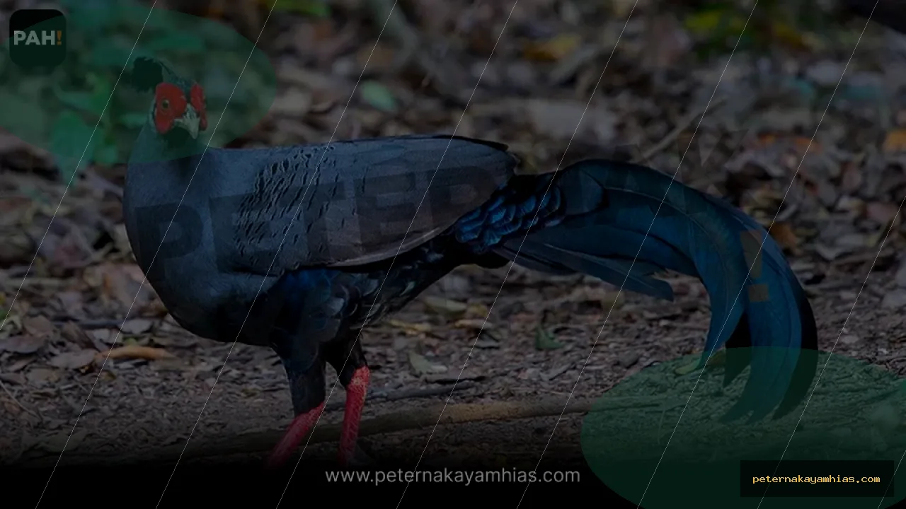 Thumbnail artikel mengenal Siamese Fireback Pheasant untuk koleksi ayam hias