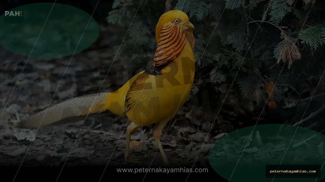 Thumbnail artikel mengenal Yellow Pheasant untuk koleksi ayam hias