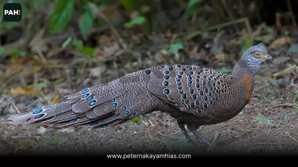 Galeri Grey Peacock Pheasant 4