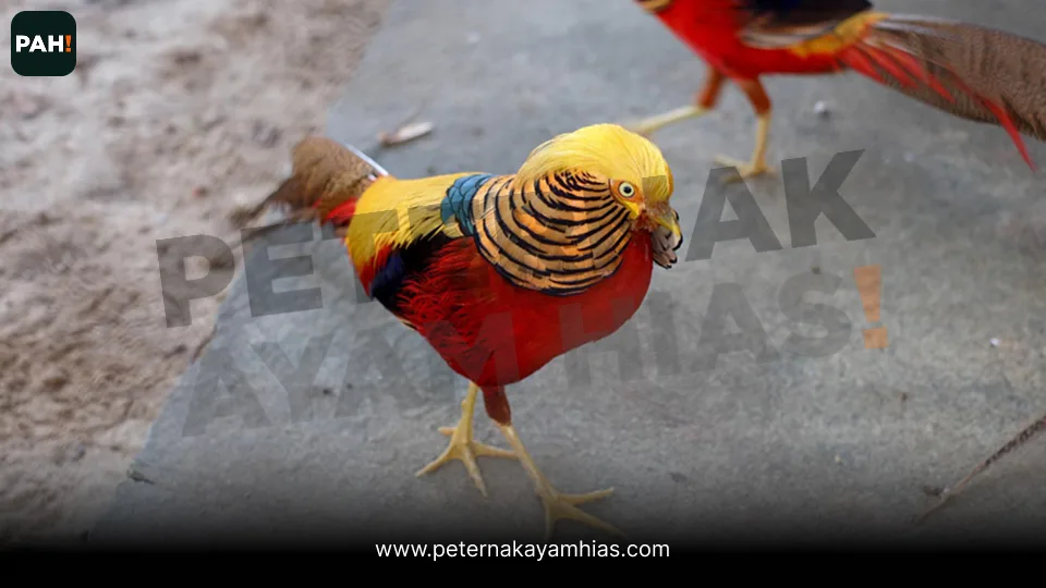 Golden Pheasant