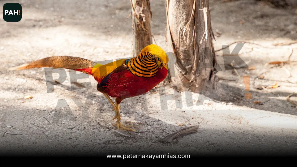Galeri Golden Pheasant 2