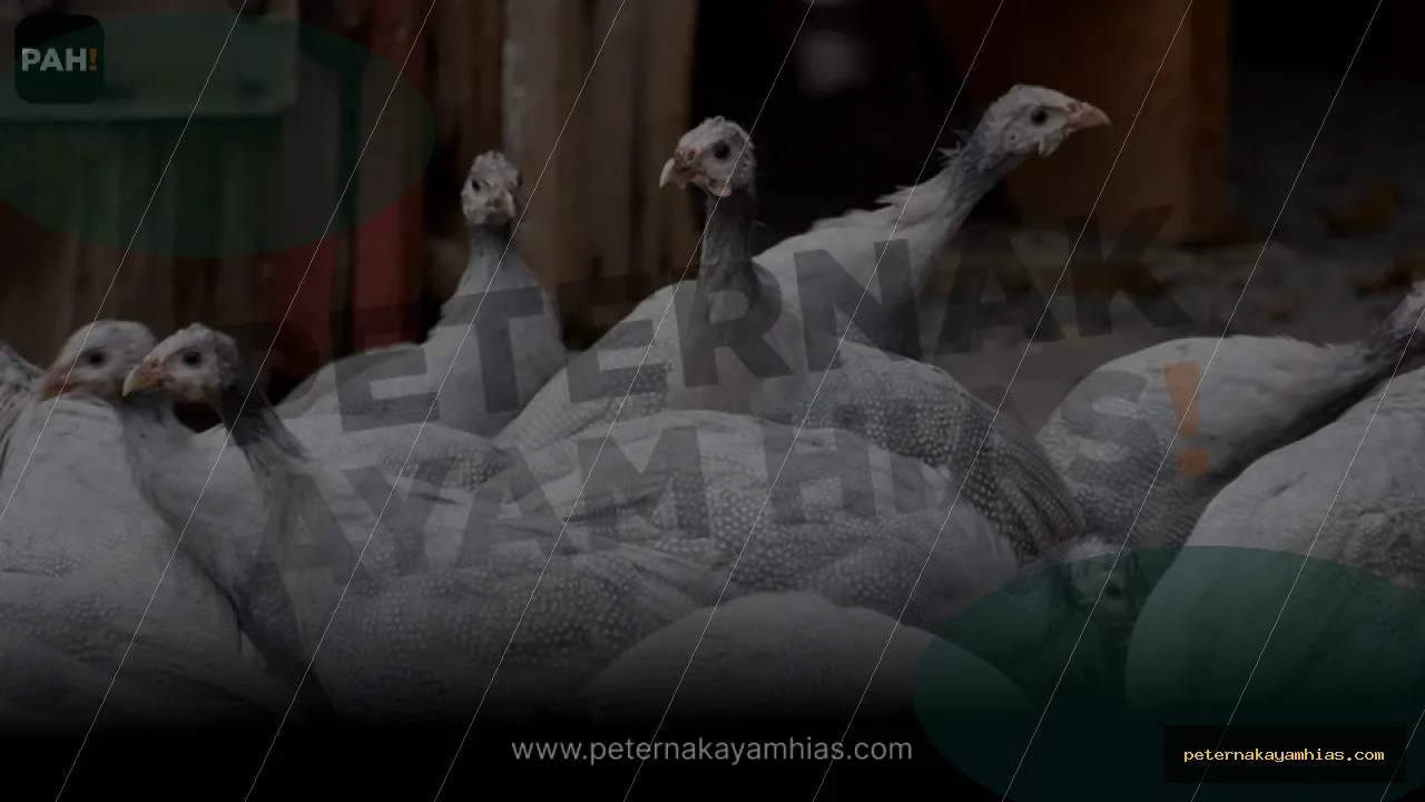Thumbnail panduan kandang dan habitat Ayam Mutiara