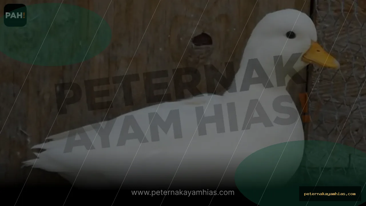 Thumbnail artikel mengenal Call Duck untuk koleksi ayam hias