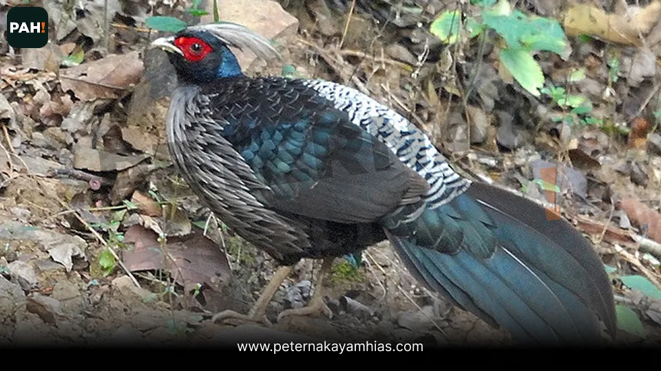 Galeri Khalij Pheasant 3