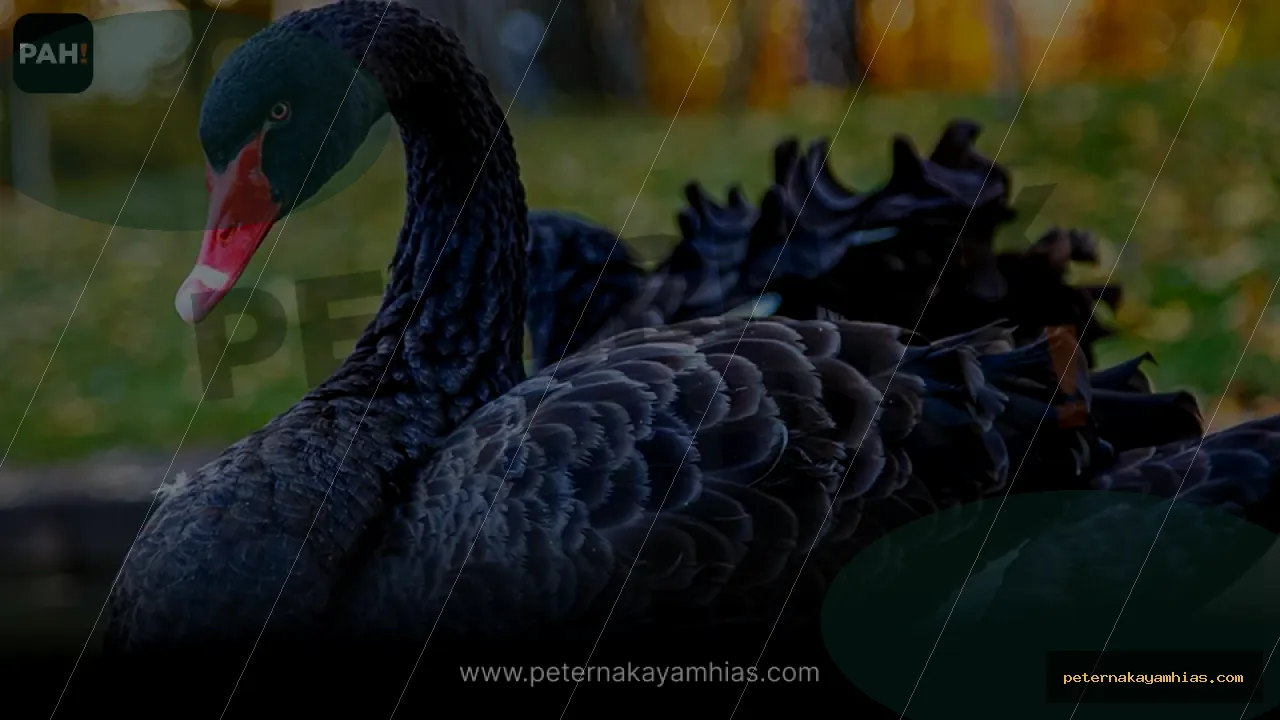 Thumbnail panduan kandang dan habitat Black Swan