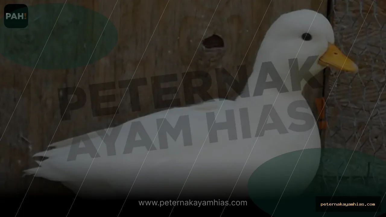 Thumbnail panduan kandang dan habitat Call Duck