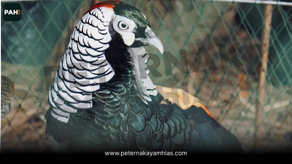 Galeri Lady Amherst Pheasant 3