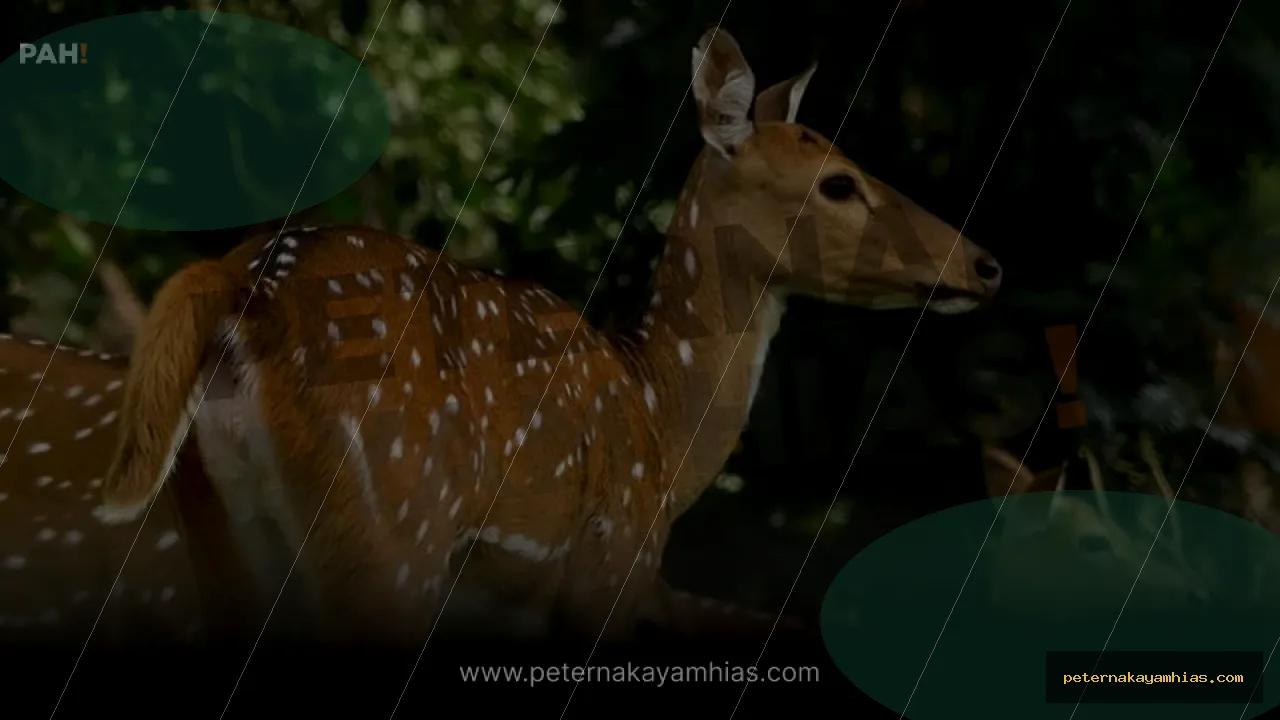 Thumbnail artikel mengenal Rusa Tutul India untuk koleksi ayam hias